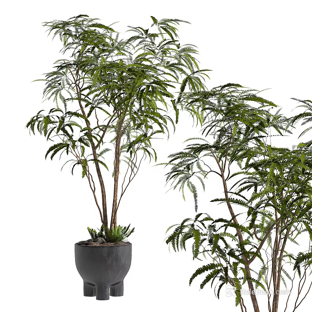 Lush Green Bonsai Potted Plant With Elegant Leaves In Gray Ceramic Pot 3d model 