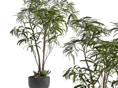 Lush Green Bonsai Potted Plant With Elegant Leaves In Gray Ceramic Pot 3d model