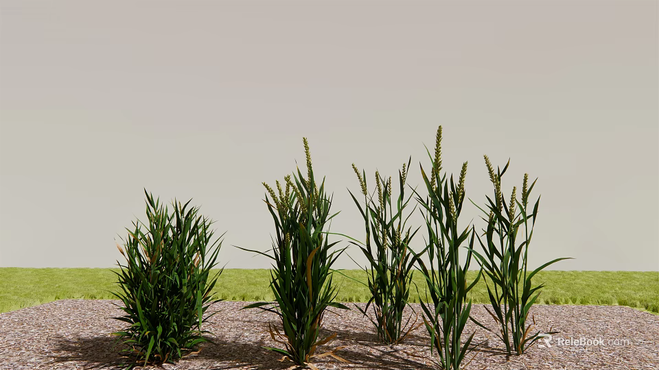 Tall Green Grass Plants Growing On Sandy Ground With Light Sky And Green Field 3d model 