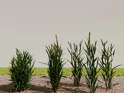 Tall Green Grass Plants Growing On Sandy Ground With Light Sky And Green Field 3d model