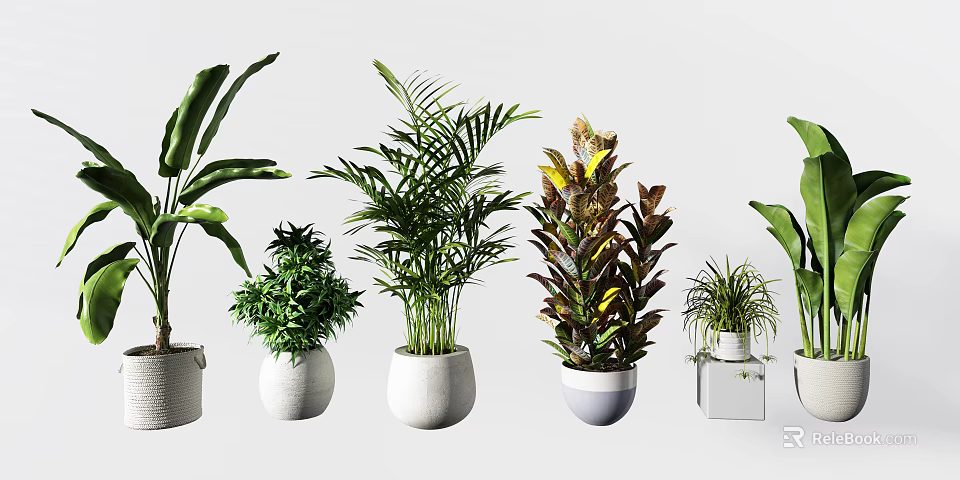Various Potted Bonsai Plants With Green Foliage In Modern Planters 3d model 