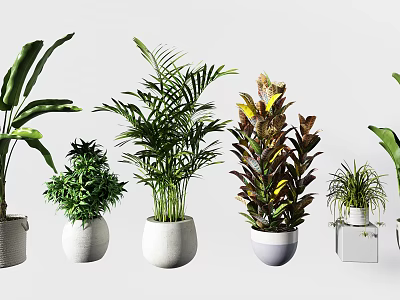 Various Potted Bonsai Plants With Green Foliage In Modern Planters 3d model