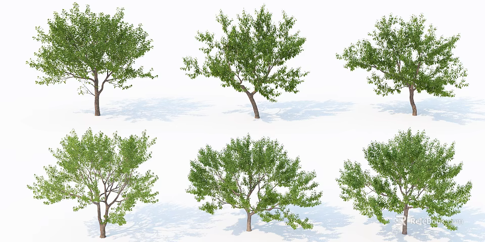 Green Leafy Arbor Trees With Trunks On White Background And Shadows 3d model