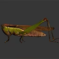 Detailed Green And Brown Grasshopper With Long Antennae And Hind Legs On Dark Reflective Surface