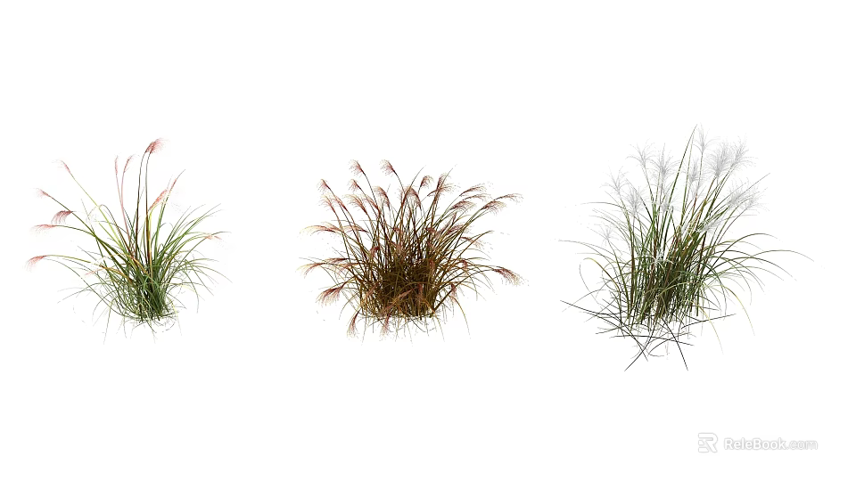 Ornamental Grasses With Slender Leaves And Plumed Tops For Garden Landscaping 3d model 