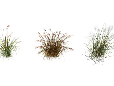 Ornamental Grasses With Slender Leaves And Plumed Tops For Garden Landscaping 3d model
