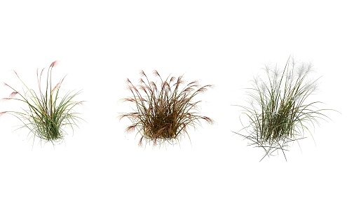 Modern grass flowers 3d model