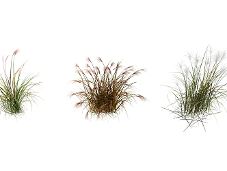 Modern grass flowers 3d model