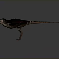 Purple And Blue Pterosaur 3D Model With Large Spread Wings And Detailed Texture