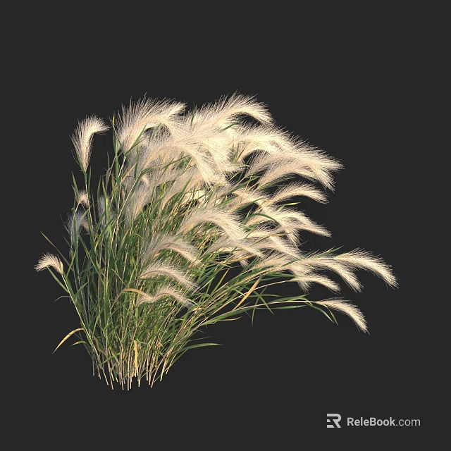 Elegant White Feathery Grass With Green Stems And Natural Plumes On Black Background 3d model
