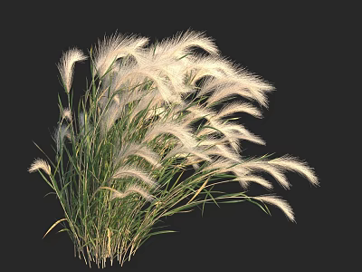 Elegant White Feathery Grass With Green Stems And Natural Plumes On Black Background 3d model