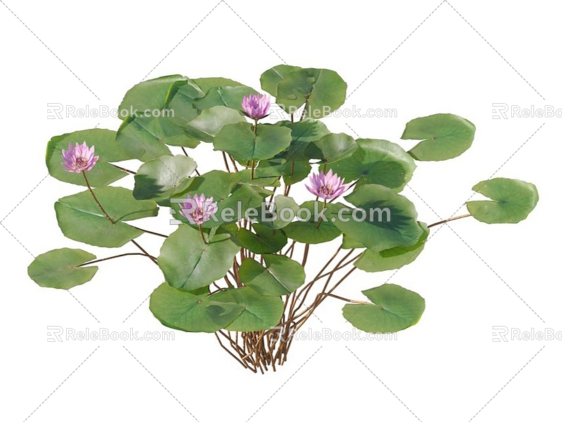 lotus water lily flower white water lily lotus water lotus lotus lotus lotus flower lotus lotus flower lotus flower water cheese floating plants aquatic plants algae aquatic plants 3d model