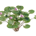 lotus water lily flower white water lily lotus water lotus lotus lotus lotus flower lotus lotus flower lotus flower water cheese floating plants aquatic plants algae aquatic plants 3d model