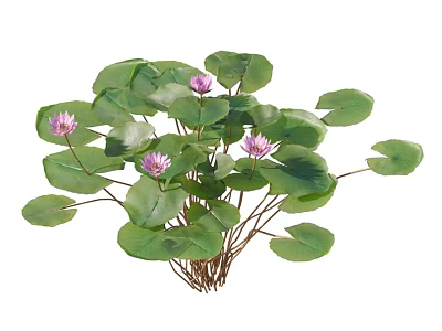 Freshwater Aquatic Plants With Round Green Leaves And Blooming Pink Flowers 3d model