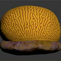 Intricate Brain Coral With Yellow Patterns On Pink Orange Base Structure 3d model