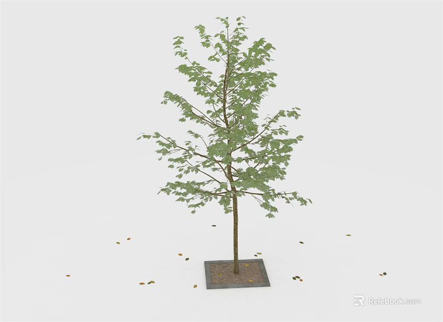 Single Tree with Slender Trunk and Green Leaves on Square Base with Scattered Leaves Around 3d model 
