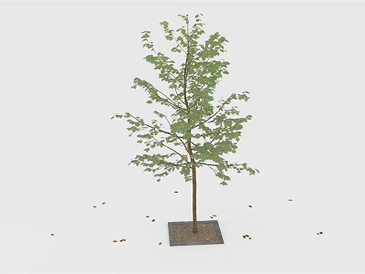 Single Tree with Slender Trunk and Green Leaves on Square Base with Scattered Leaves Around 3d model