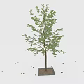 Single Tree with Slender Trunk and Green Leaves on Square Base with Scattered Leaves Around