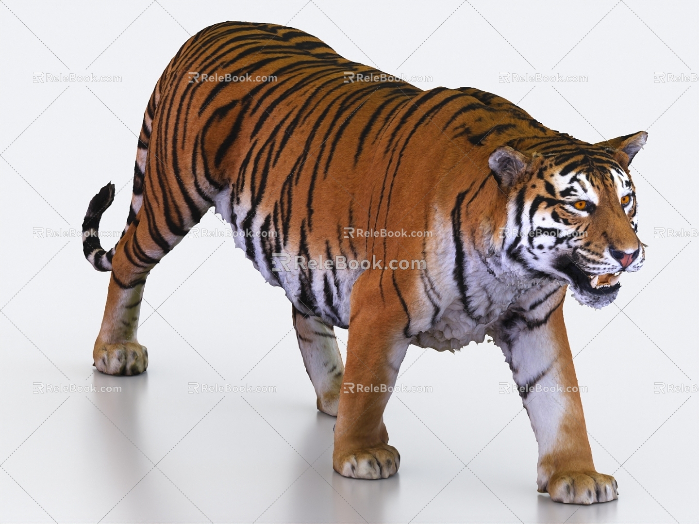 tiger northeast tiger 3d model