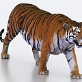 tiger northeast tiger 3d model