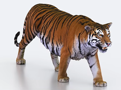 Realistic Striped Tiger Walking with Orange Black and White Fur on White Background 3d model