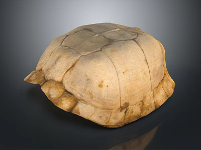 Realistic Light Brown Turtle Shell With Detailed Texture And Smooth Surface 3d model