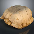 Realistic Light Brown Turtle Shell With Detailed Texture And Smooth Surface