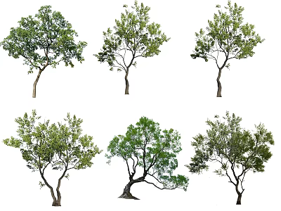 Multiple Arbor Trees With Diverse Trunk Shapes And Lush Green Foliage 3d model