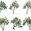 Multiple Arbor Trees With Diverse Trunk Shapes And Lush Green Foliage