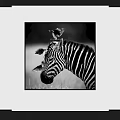 Black and White Animal Painting Featuring Zebra With Birds On Head As Wall Decor