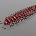 Red And Black Segmented Millipede With Shiny Exoskeleton And Many Legs 3d model
