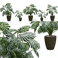 Lush Monstera Potted Plants with Various Sizes Woven Planters for Indoor Greenery