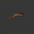 Reddish Brown Insect With Distinctive Patterns Long Antennae Legs 3D Rendered Isolated Dark Background 3d model