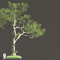 Tall Arbor With Curved Trunk Green Foliage And Two People Standing Nearby
