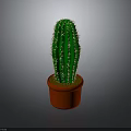 Green Cactus Plant with Spines in Brown Terracotta Pot on Gray Background