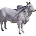 White Bull With Curved Horns Muscular Body Standing In Isolated White Background