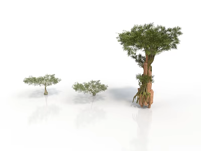 Three Trees One Tall and Two Small on White Background with Reflections on Ground 3d model