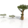 Three Trees One Tall and Two Small on White Background with Reflections on Ground