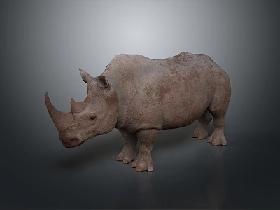 Realistic 3D Rhino Model With Rough Skin Texture Standing On Gray Background 3d model