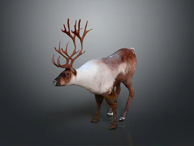 Brown and White Reindeer With Large Antlers Standing On Gray Background 3d model