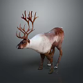 Brown and White Reindeer With Large Antlers Standing On Gray Background
