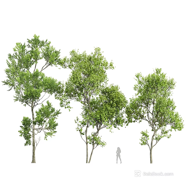 Three Arbor Trees In Different Forms With Lush Green Foliage And Human Figure For Height 3d model 