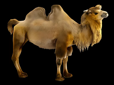Bactrian Camel With Two Humps Standing Isolated On Black Background Brown Fur 3d model