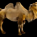 Bactrian Camel With Two Humps Standing Isolated On Black Background Brown Fur 3d model