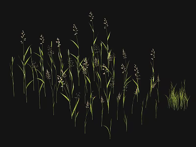 Tall Green Grass With Delicate Spikelets Growing On Black Background Natural Plants 3d model