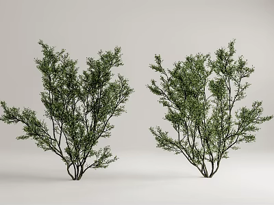 Lush Green Ornamental Trees With Dense Foliage And Branches For Garden Landscaping Design 3d model