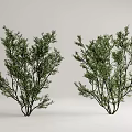 Lush Green Ornamental Trees With Dense Foliage And Branches For Garden Landscaping Design