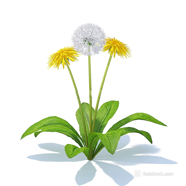 Beautiful Dandelion Flowers with Yellow Blooms White Fluff and Green Leaves 3d model 