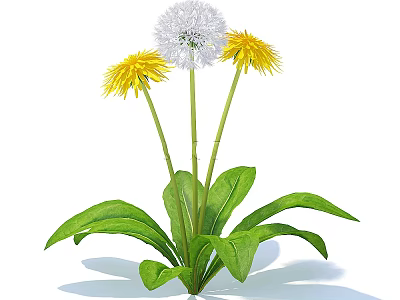 Beautiful Dandelion Flowers with Yellow Blooms White Fluff and Green Leaves 3d model