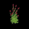 Red Blooming Flowers With Green Leaves And Long Stems Casting Shadow